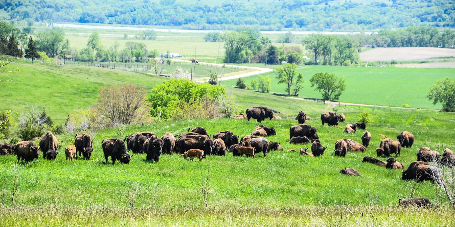 Ponca Tribe of Nebraska awarded $4.8 million grant to build buffalo processing facility - Vimarsana News