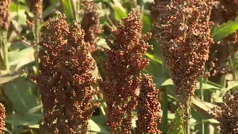 The Nebraska Grain Sorghum Board is looking to fill the position to represent District 2 and...
