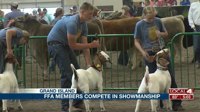 FFA members compete in the goat showmanship competition Sunday at the Nebraska State Fair....