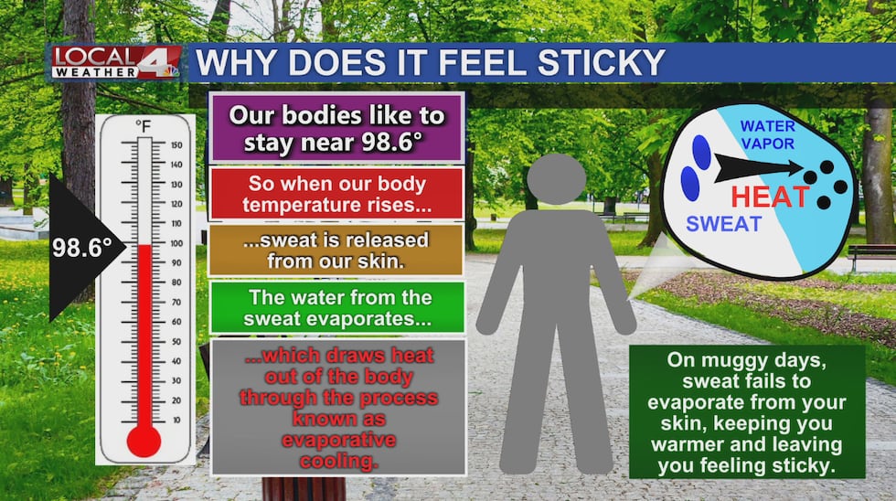 When our bodies get hot, they sweat to cool down