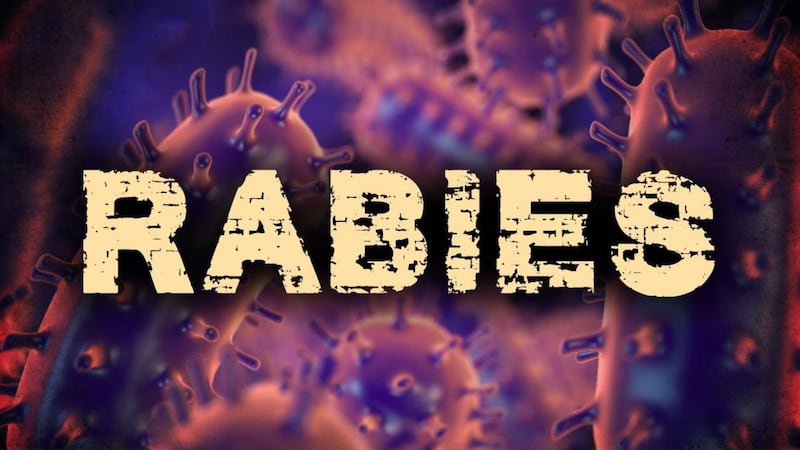 Three cases of rabies in bats have been confirmed in Nevada.