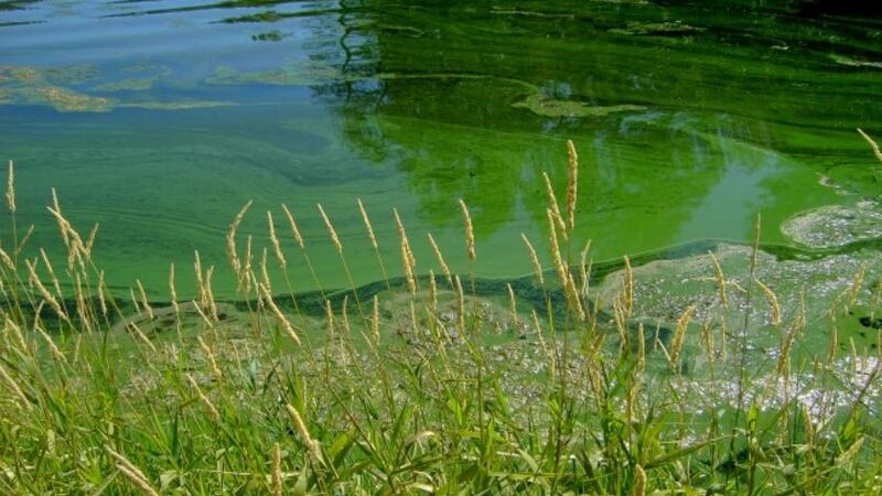 Toxic blue-green algae