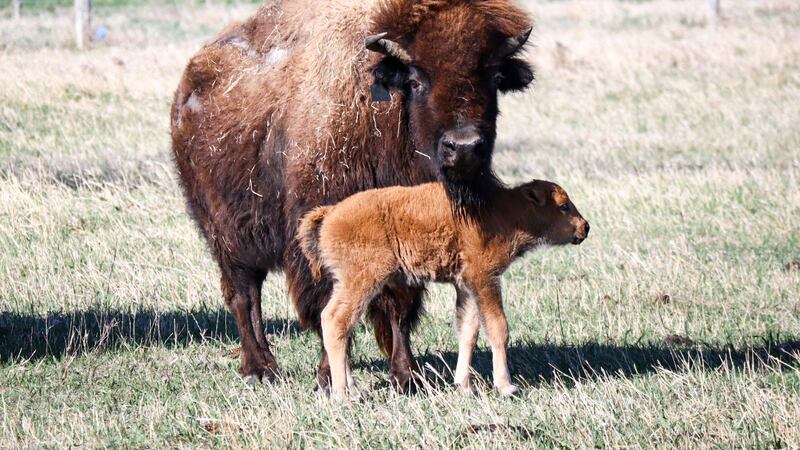 A bison calf was born at the Stuhr Museum.